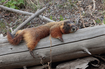 Картинка животные суслики +сурки зверек