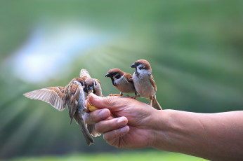 Картинка животные воробьи птички рука