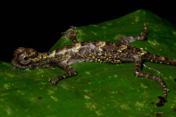 Картинка животные Ящерицы +игуаны +вараны лист макро ящерица