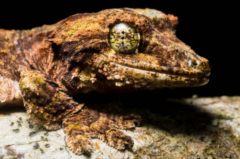 Картинка животные Ящерицы +игуаны +вараны ящерица глаз макро портрет