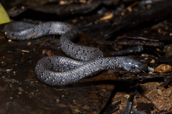 Картинка животные змеи +питоны +кобры земля змея