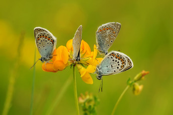 Картинка животные бабочки +мотыльки +моли насекомые травинка крылья фон усики макро