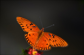 Картинка животные бабочки +мотыльки +моли бабочка