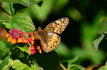 Картинка животные бабочки +мотыльки +моли бабочка