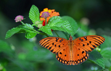 Картинка животные бабочки +мотыльки +моли бабочка