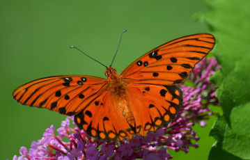 Картинка животные бабочки +мотыльки +моли бабочка
