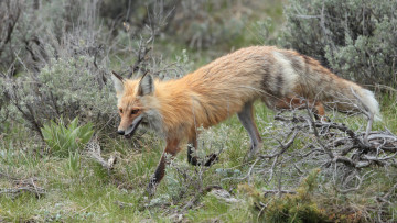 Картинка животные лисы лисичка