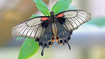 Картинка животные бабочки +мотыльки +моли бабочка