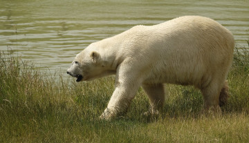 Картинка животные медведи косолапый