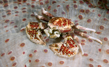 Картинка животные крабы +раки краб