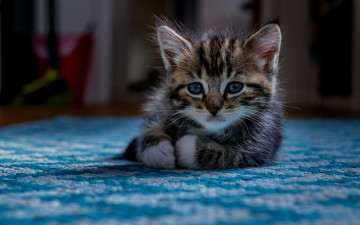 Картинка животные коты взгляд котёнок малыш