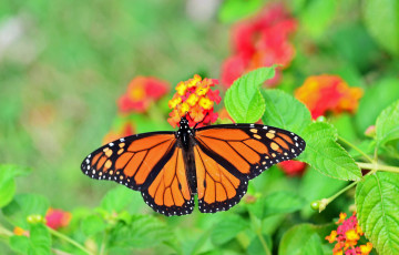 Картинка животные бабочки +мотыльки +моли бабочка