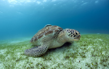 Картинка животные Черепахи черепаха океан