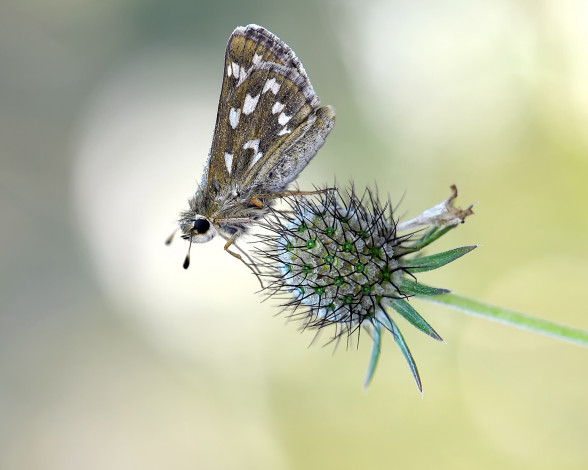 Обои картинки фото животные, бабочки,  мотыльки,  моли, фон, макро, мотылёк, цветок, травинка