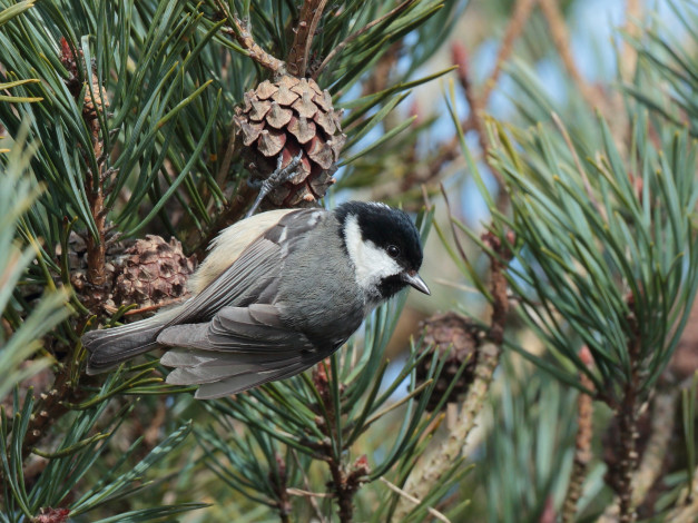 Обои картинки фото животные, синицы,  лазоревки, птичка