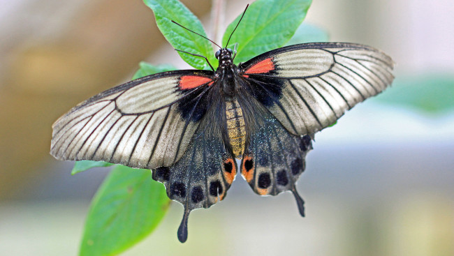 Обои картинки фото животные, бабочки,  мотыльки,  моли, бабочка