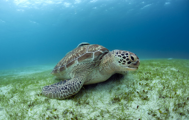 Обои картинки фото животные, Черепахи, черепаха, океан