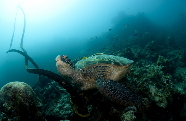 Обои картинки фото животные, Черепахи, черепаха, океан