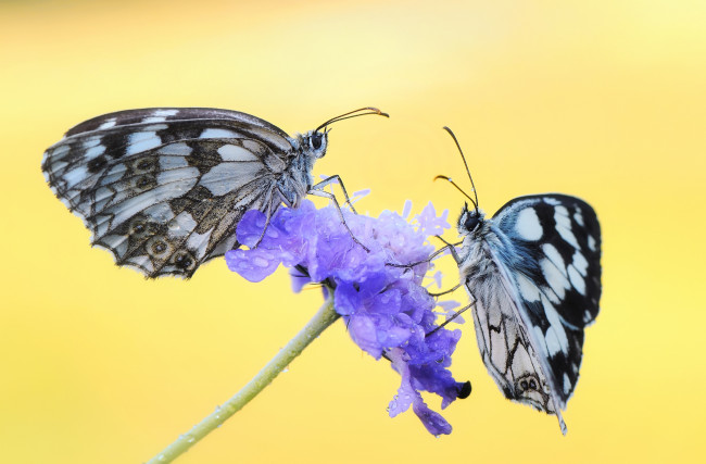 Обои картинки фото животные, бабочки,  мотыльки,  моли, зелёный, фон, травинка, цветок, капли, роса, утро, насекомые, макро
