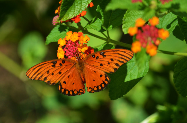 Обои картинки фото животные, бабочки,  мотыльки,  моли, бабочка