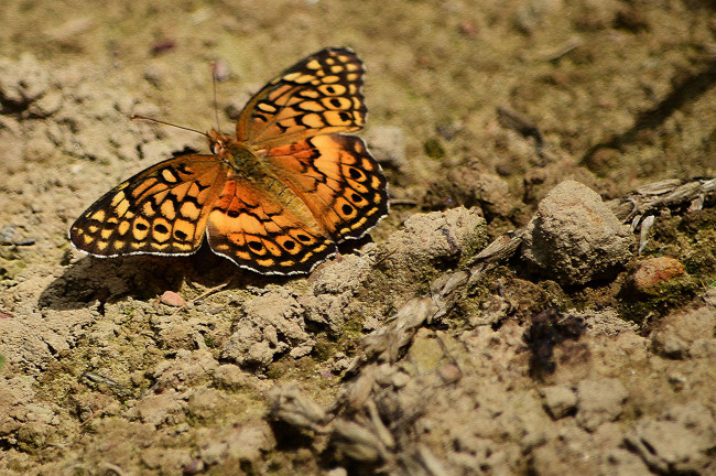 Обои картинки фото животные, бабочки,  мотыльки,  моли, бабочка