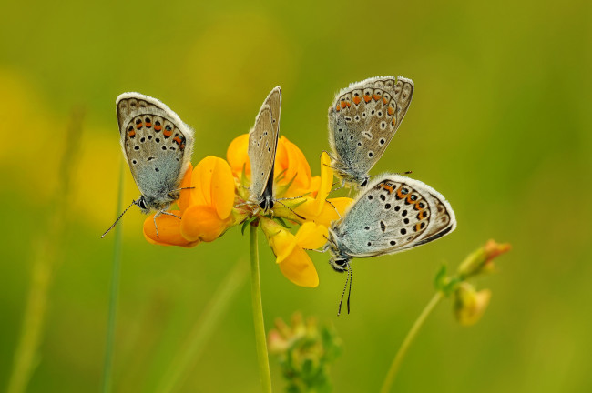 Обои картинки фото животные, бабочки,  мотыльки,  моли, насекомые, травинка, крылья, фон, усики, макро