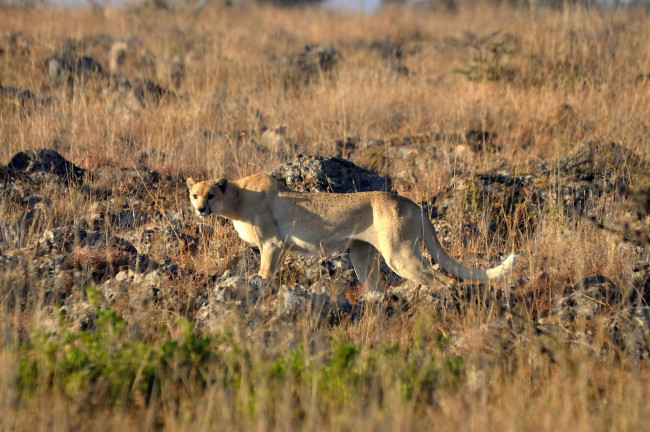 Обои картинки фото животные, гепарды, саванна, белый, гепард, трава, камни