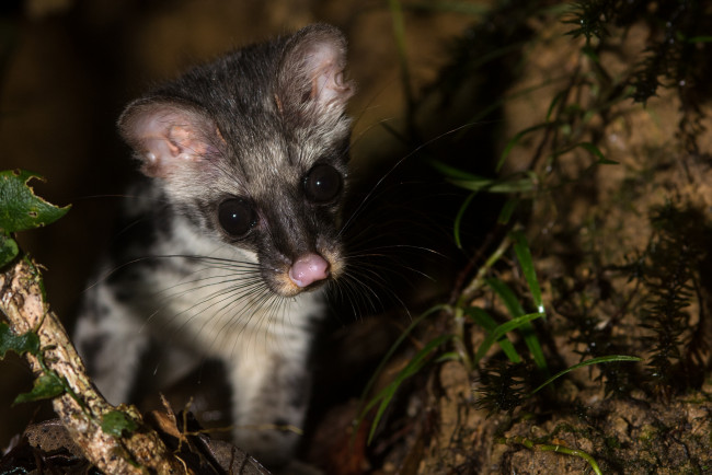 Обои картинки фото животные, - другое, нос, взгляд, зверёк