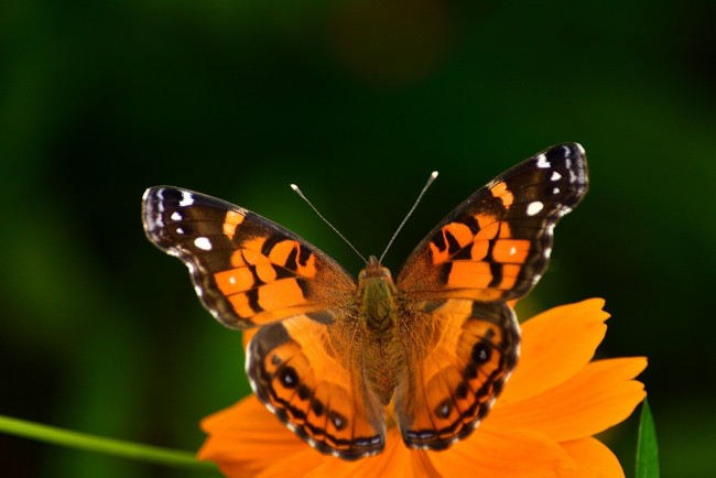 Обои картинки фото животные, бабочки,  мотыльки,  моли, бабочка