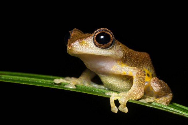 Обои картинки фото животные, лягушки, лягушка, лист, макро