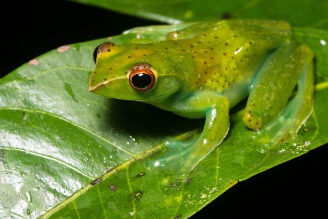 Обои картинки фото животные, лягушки, макро, лист, лягушка