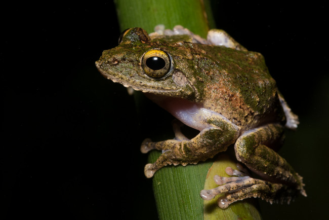 Обои картинки фото животные, лягушки, макро, лягушка, глаза