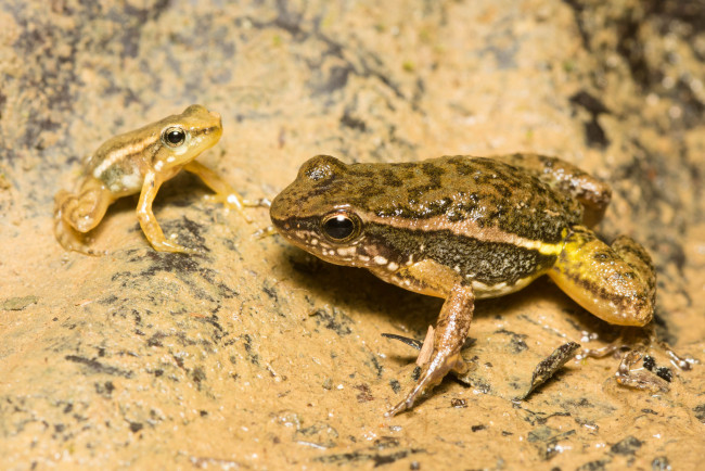 Обои картинки фото животные, лягушки, сырость, земля, макро
