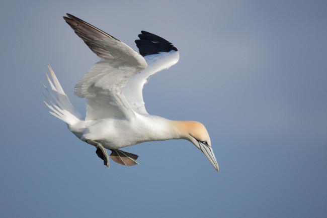 Обои картинки фото животные, олуши, олуш