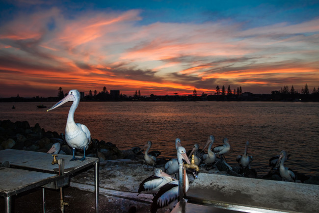 Обои картинки фото животные, пеликаны, птички, набережная