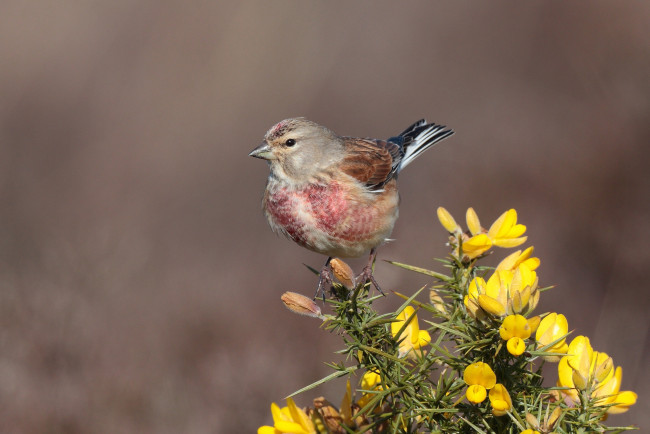 Обои картинки фото животные, птицы, птичка
