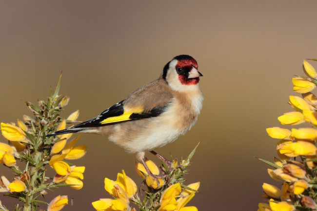 Обои картинки фото животные, щеглы,  чижи, птичка