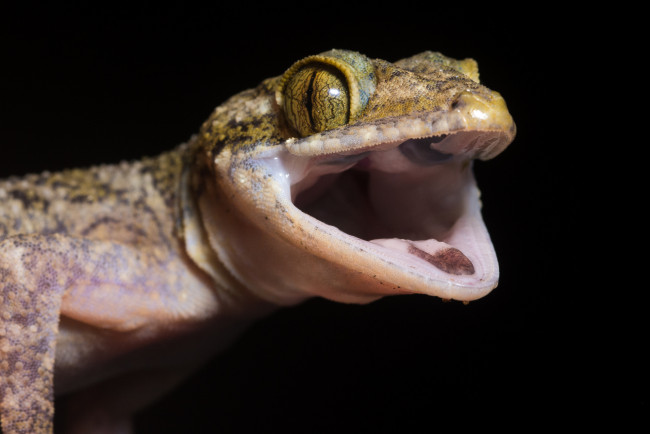 Обои картинки фото животные, Ящерицы,  игуаны,  вараны, чёрный, фон, тритон, рот, глаз, макро