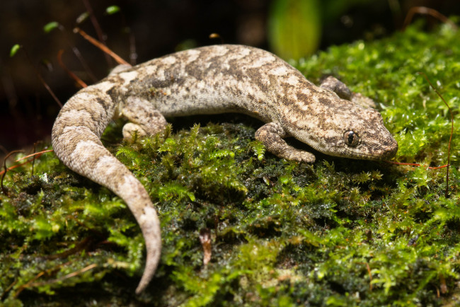 Обои картинки фото животные, Ящерицы,  игуаны,  вараны, ящерица, макро, мох