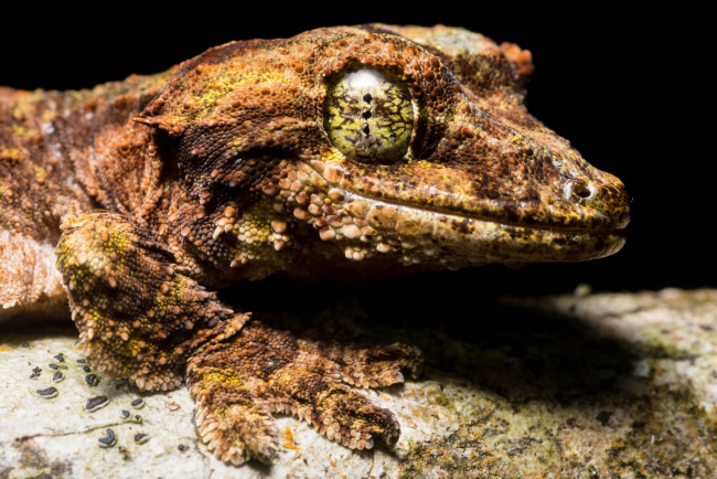 Обои картинки фото животные, Ящерицы,  игуаны,  вараны, ящерица, глаз, макро, портрет