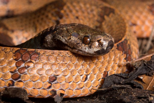 Обои картинки фото животные, змеи,  питоны,  кобры, змея, макро
