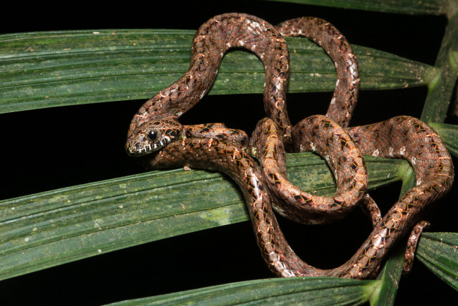 Обои картинки фото животные, змеи,  питоны,  кобры, змея, макро, лист