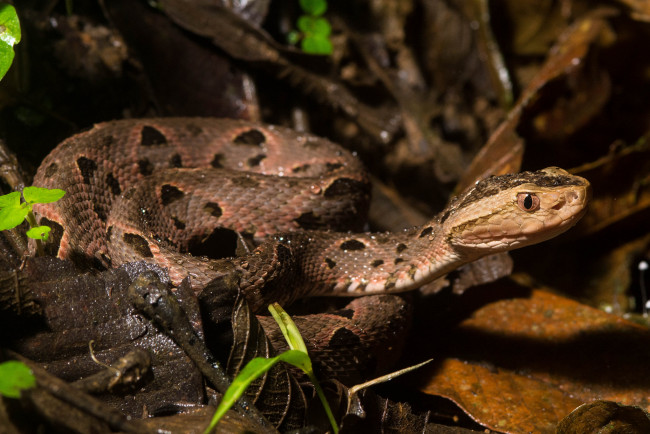 Обои картинки фото животные, змеи,  питоны,  кобры, змея, осень, капли, сырость