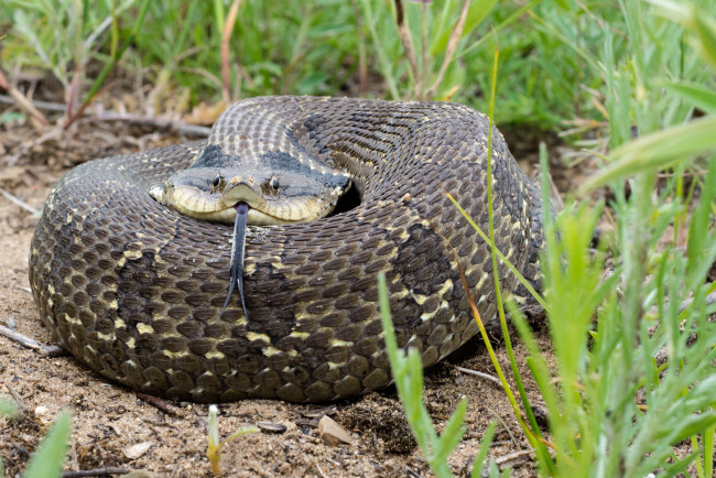 Обои картинки фото животные, змеи,  питоны,  кобры, змея, трава