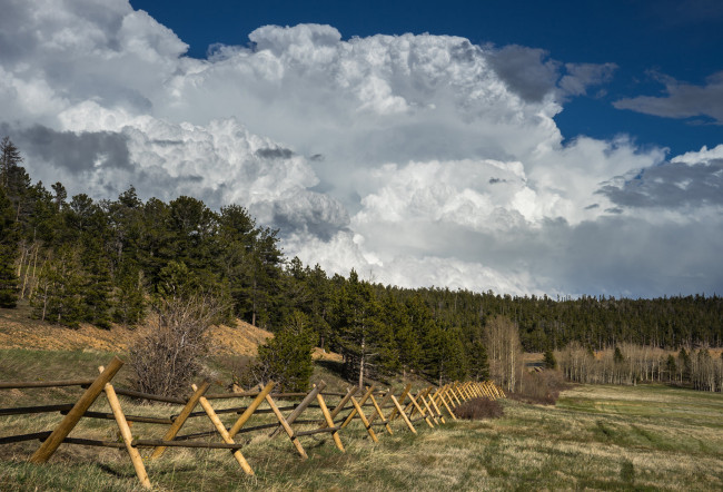 Обои картинки фото природа, поля, поле, изгородь, лес