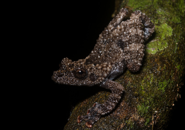 Обои картинки фото животные, лягушки, лягушка, макро