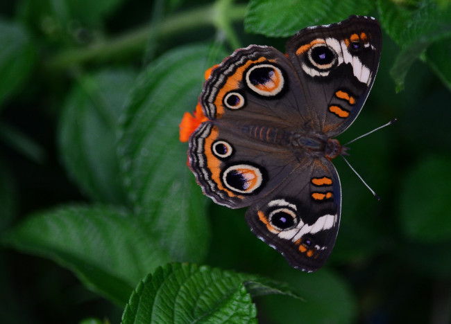 Обои картинки фото животные, бабочки,  мотыльки,  моли, бабочка