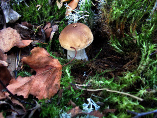 Картинка природа грибы боровик