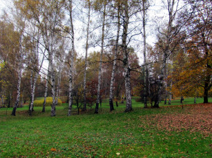Картинка природа парк осень березки