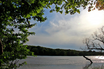 Картинка природа реки озера река лес лето простор вода